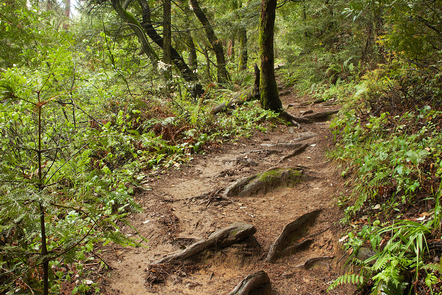 Redwood Regional Park-16.jpg