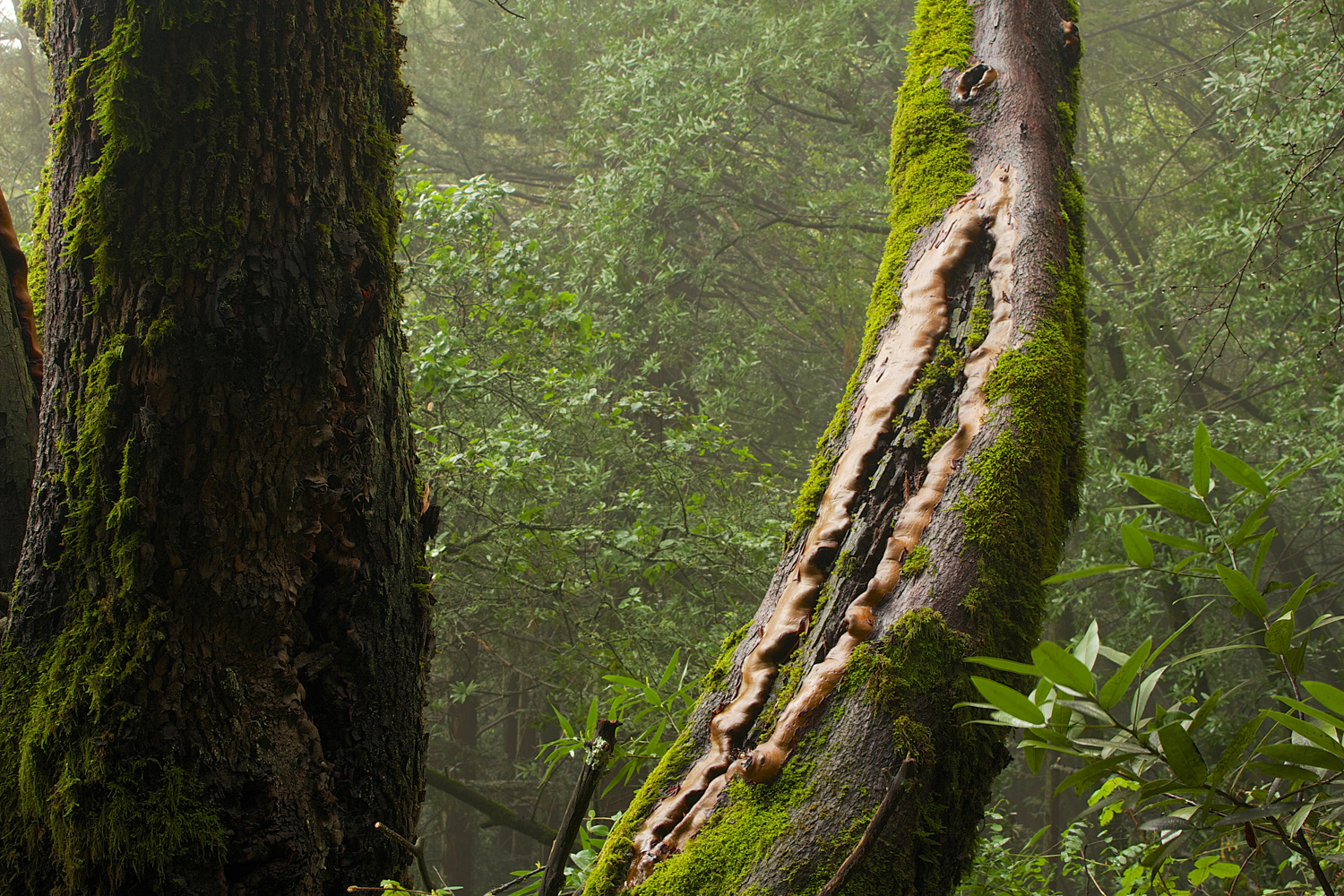 Redwood Regional Park-17.jpg