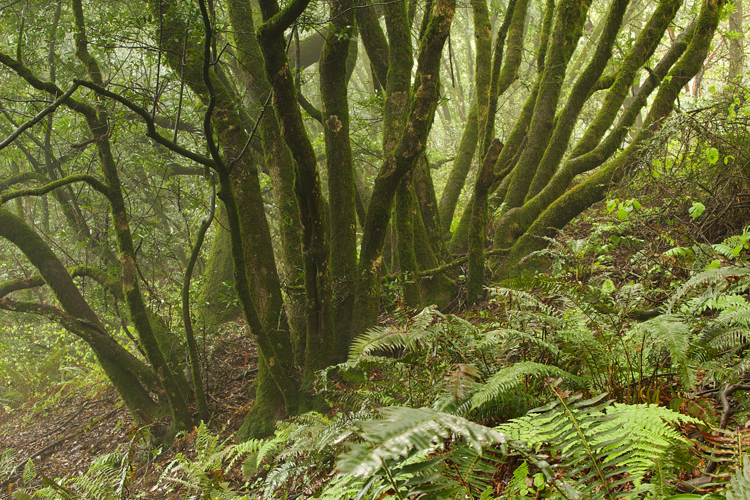 Redwood Regional Park-19.jpg