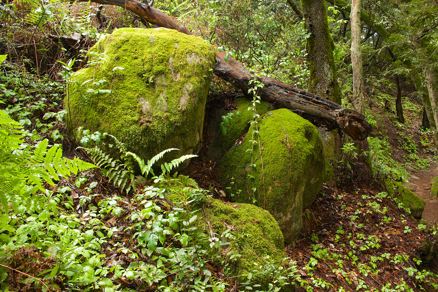 Redwood Regional Park-22.jpg