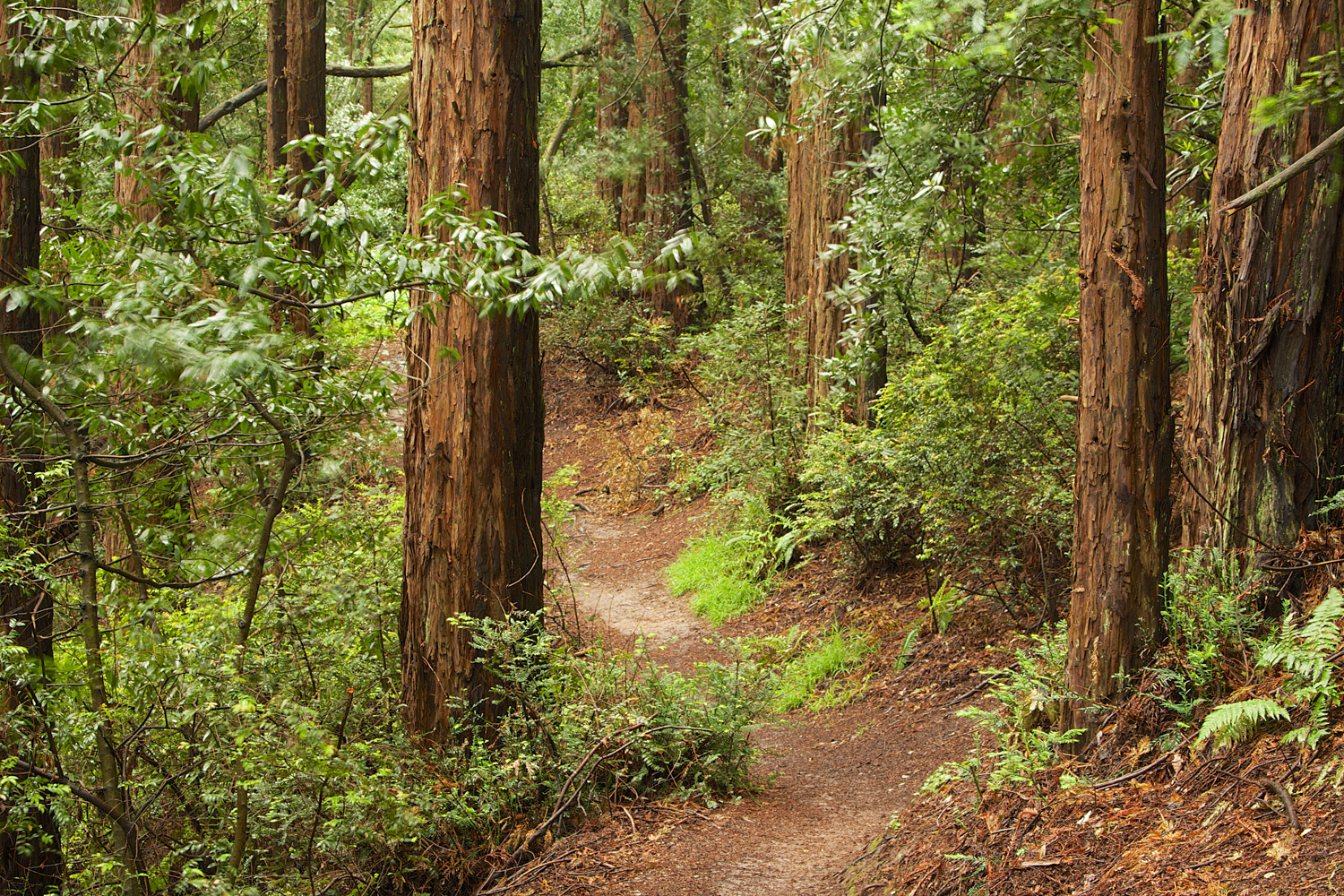 Redwood Regional Park-25.jpg