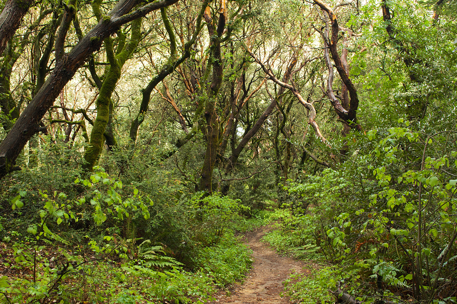 Redwood Regional Park-30.jpg