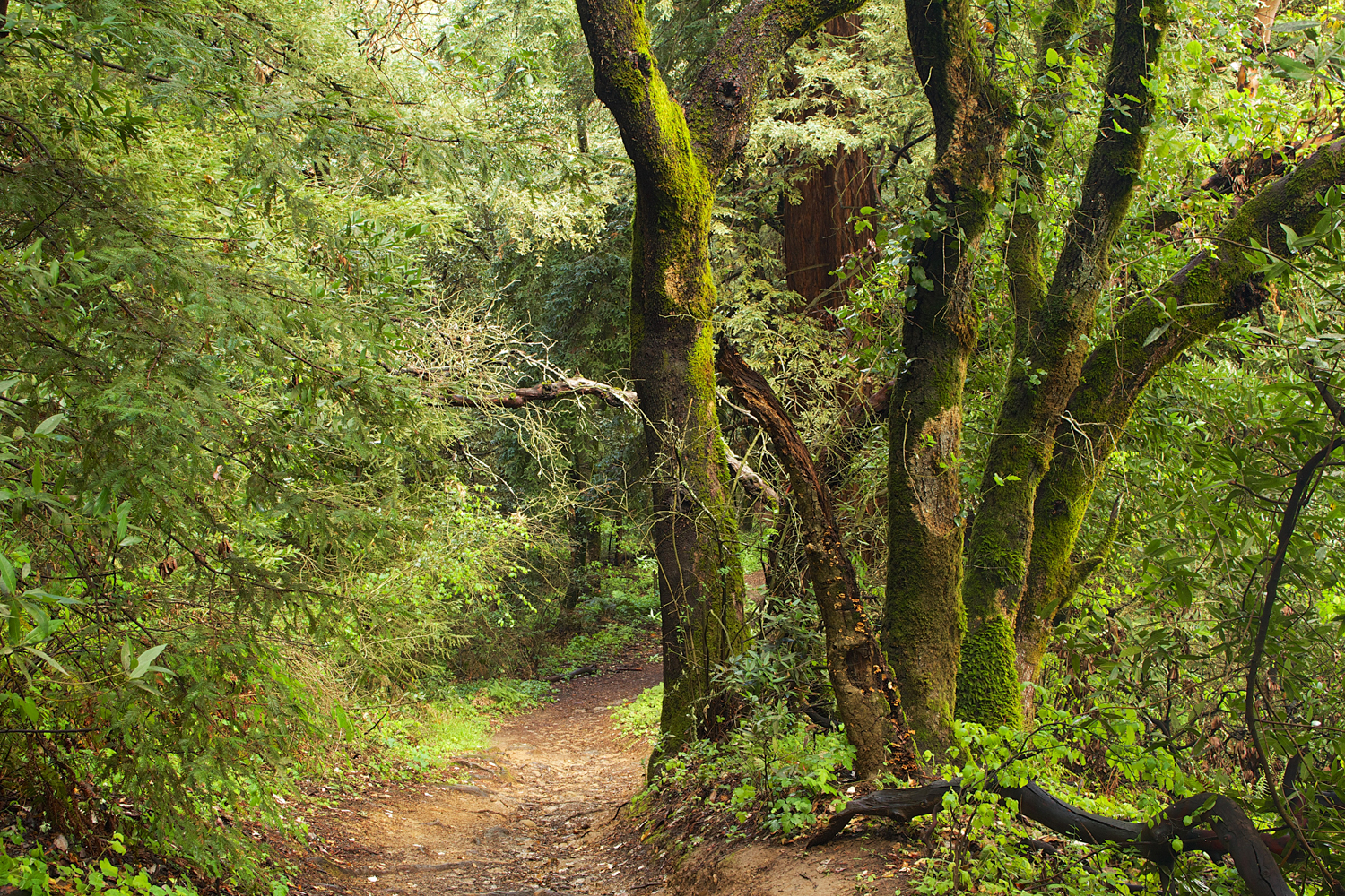 Redwood Regional Park-33.jpg