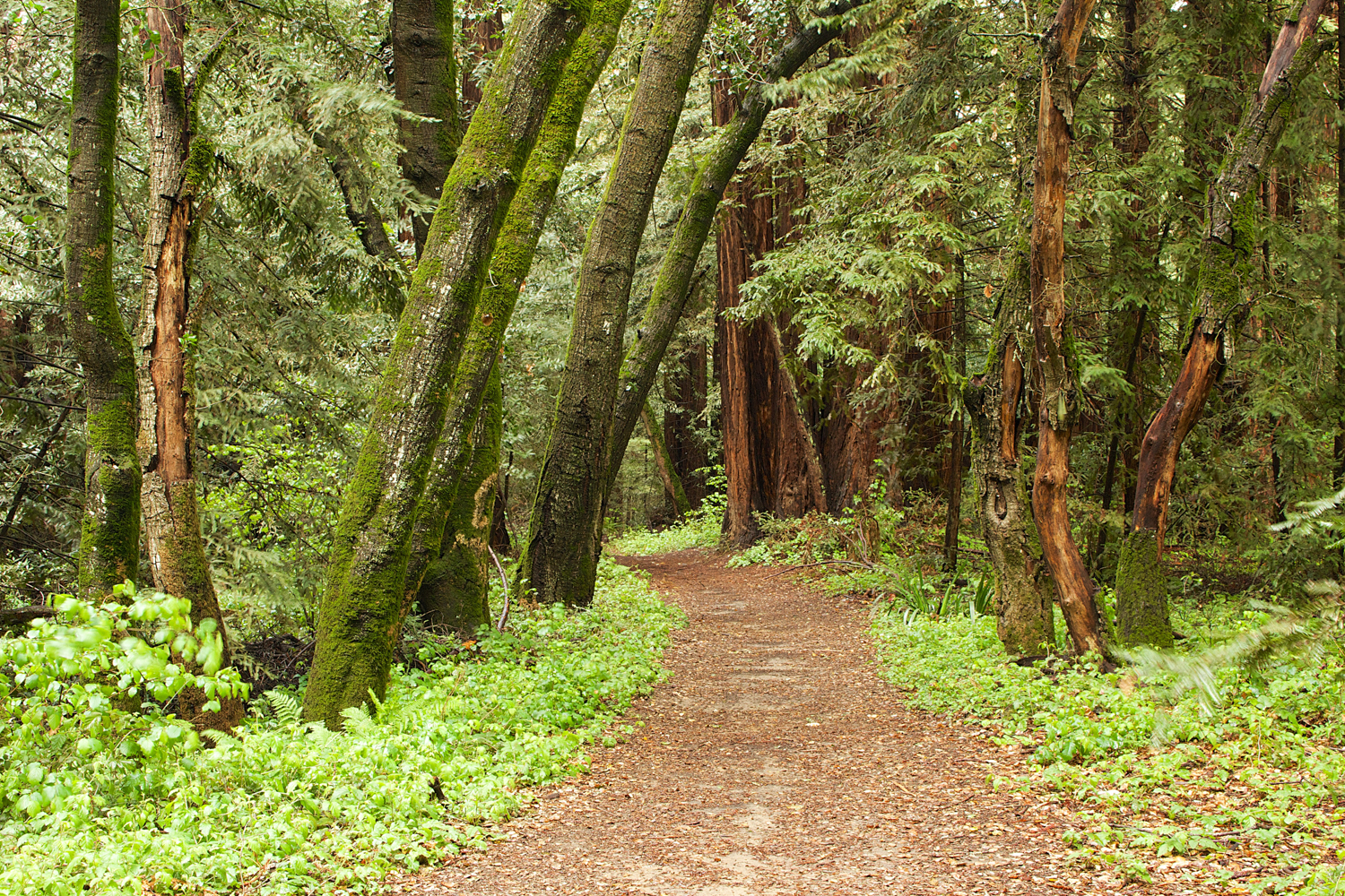 Redwood Regional Park-34.jpg