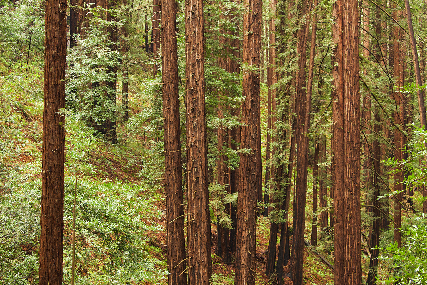 Redwood Regional Park-35.jpg