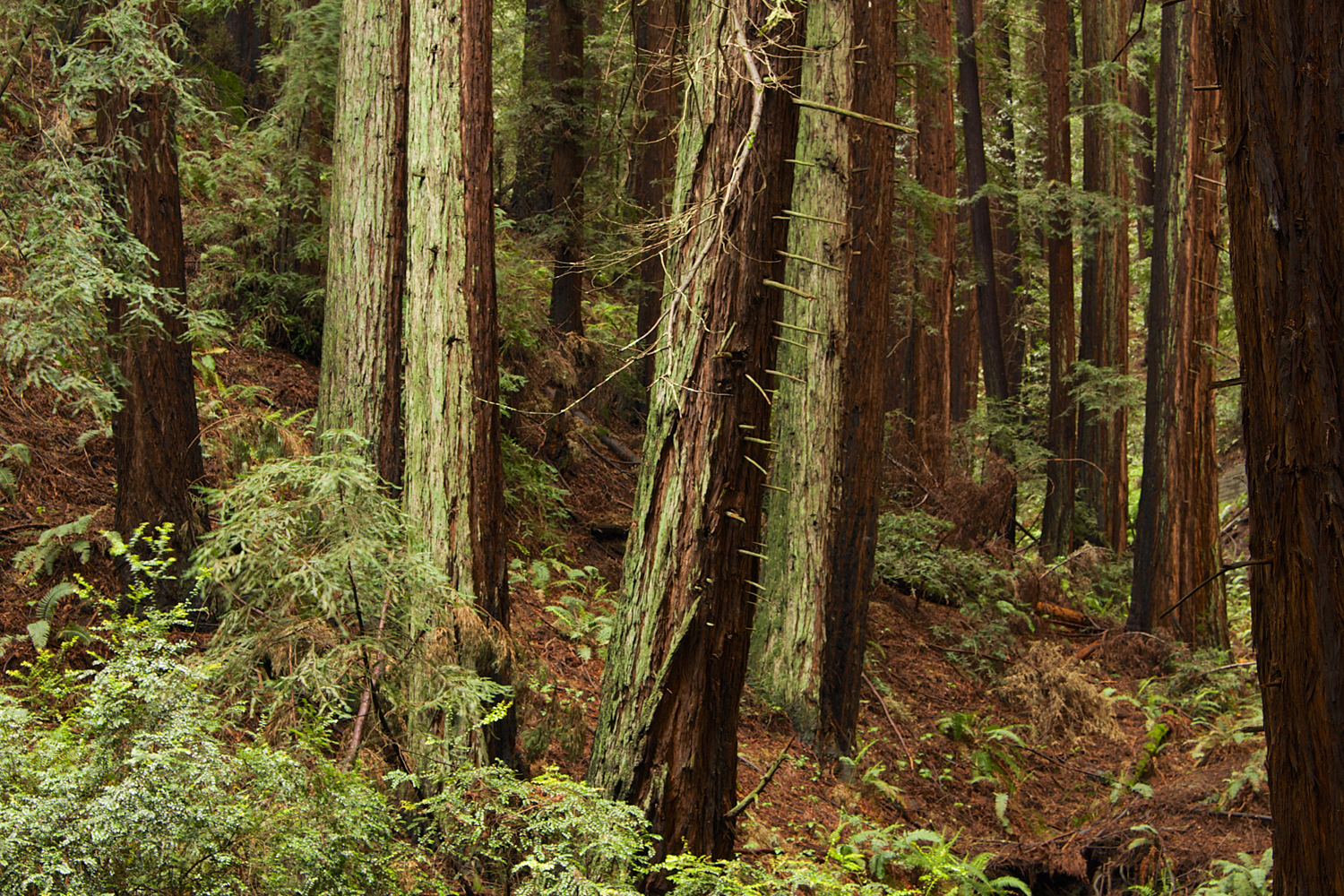 Redwood Regional Park-38.jpg