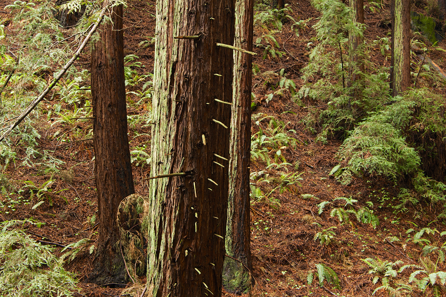 Redwood Regional Park-39.jpg
