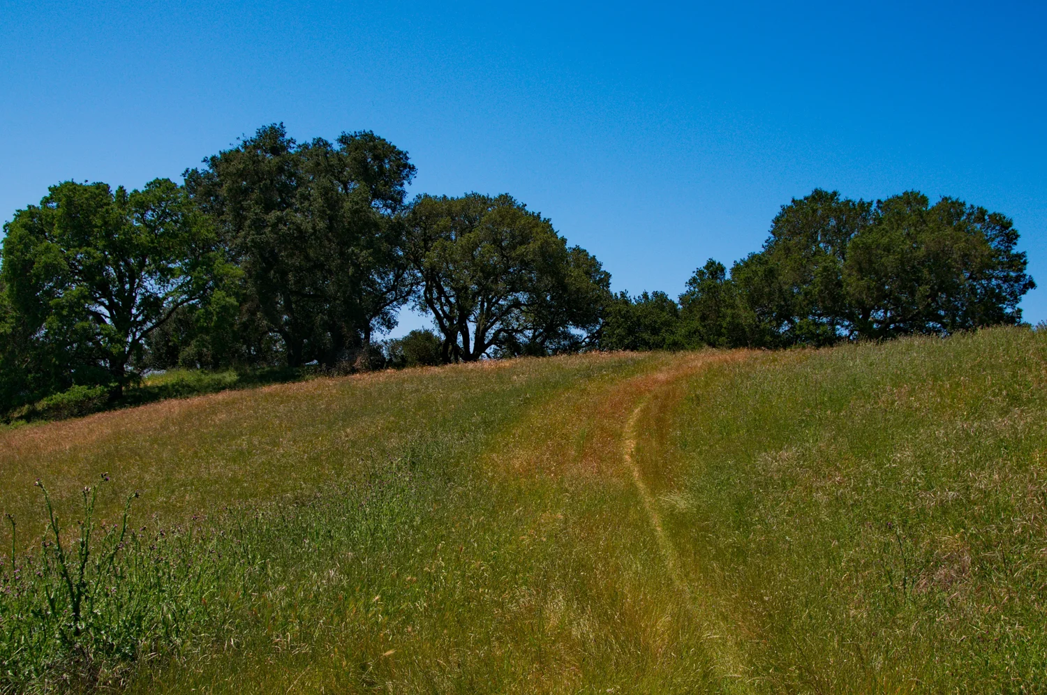 Mount diablo state park Tassajara-13.jpg