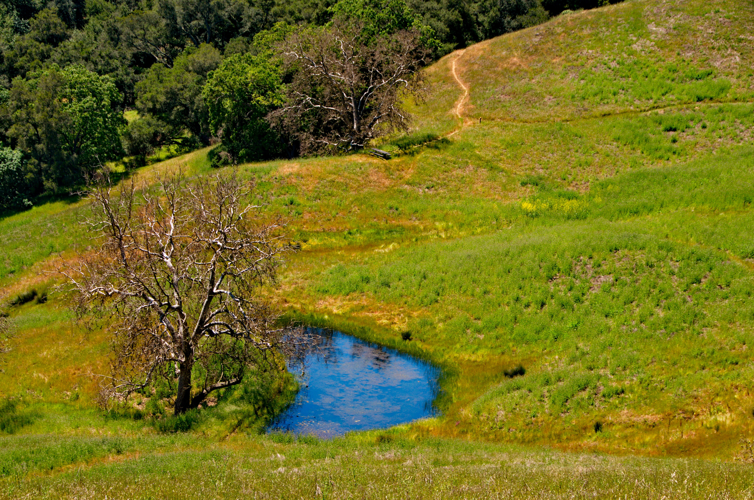 Mount diablo state park Tassajara-16.jpg