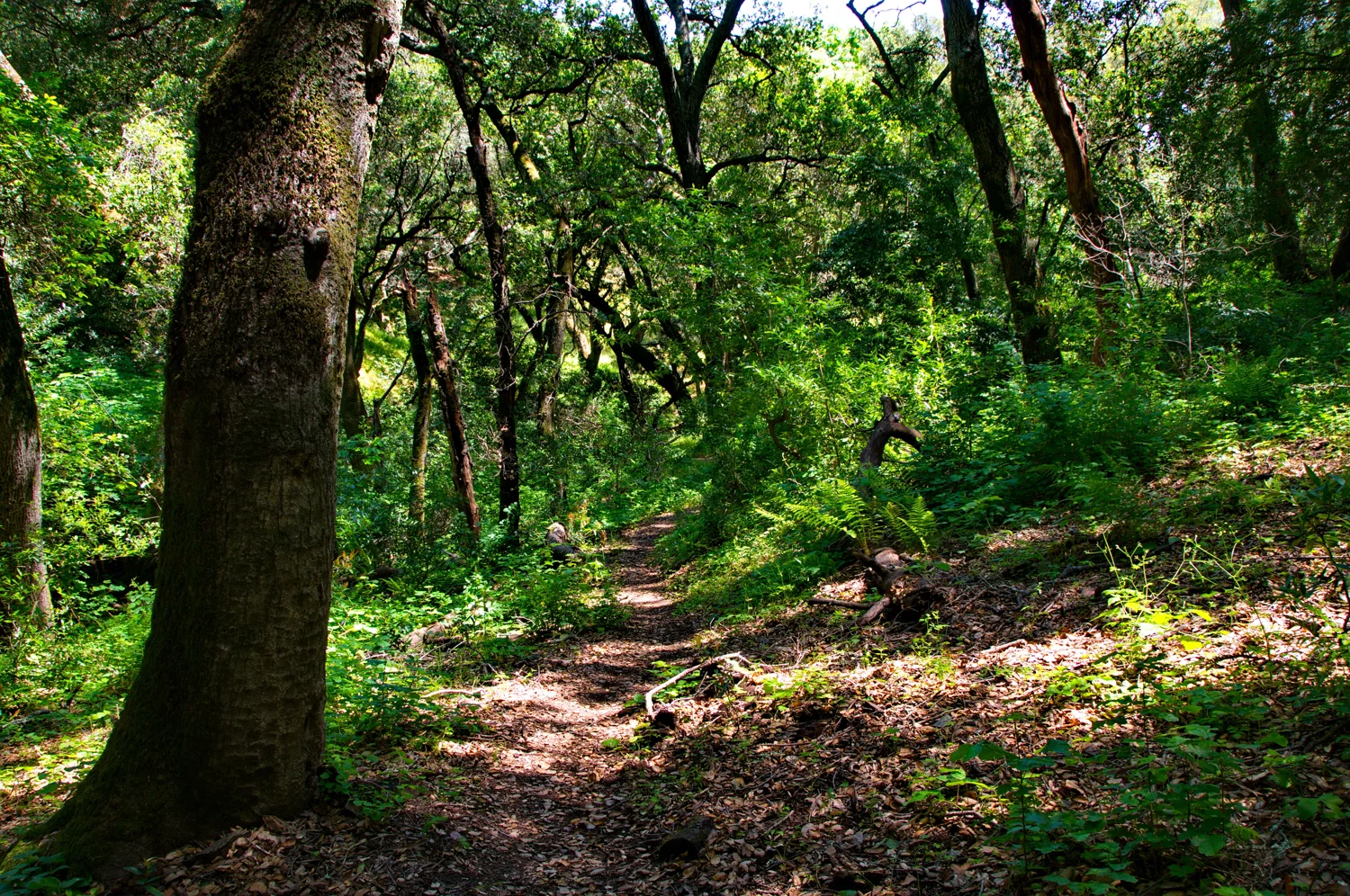 Mount diablo state park Tassajara-20.jpg