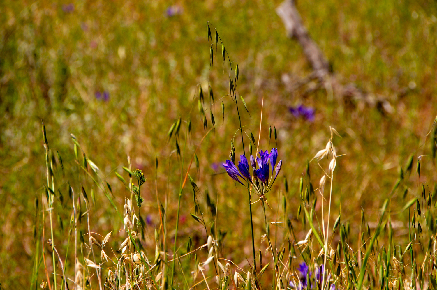 Mount diablo state park Tassajara-23.jpg
