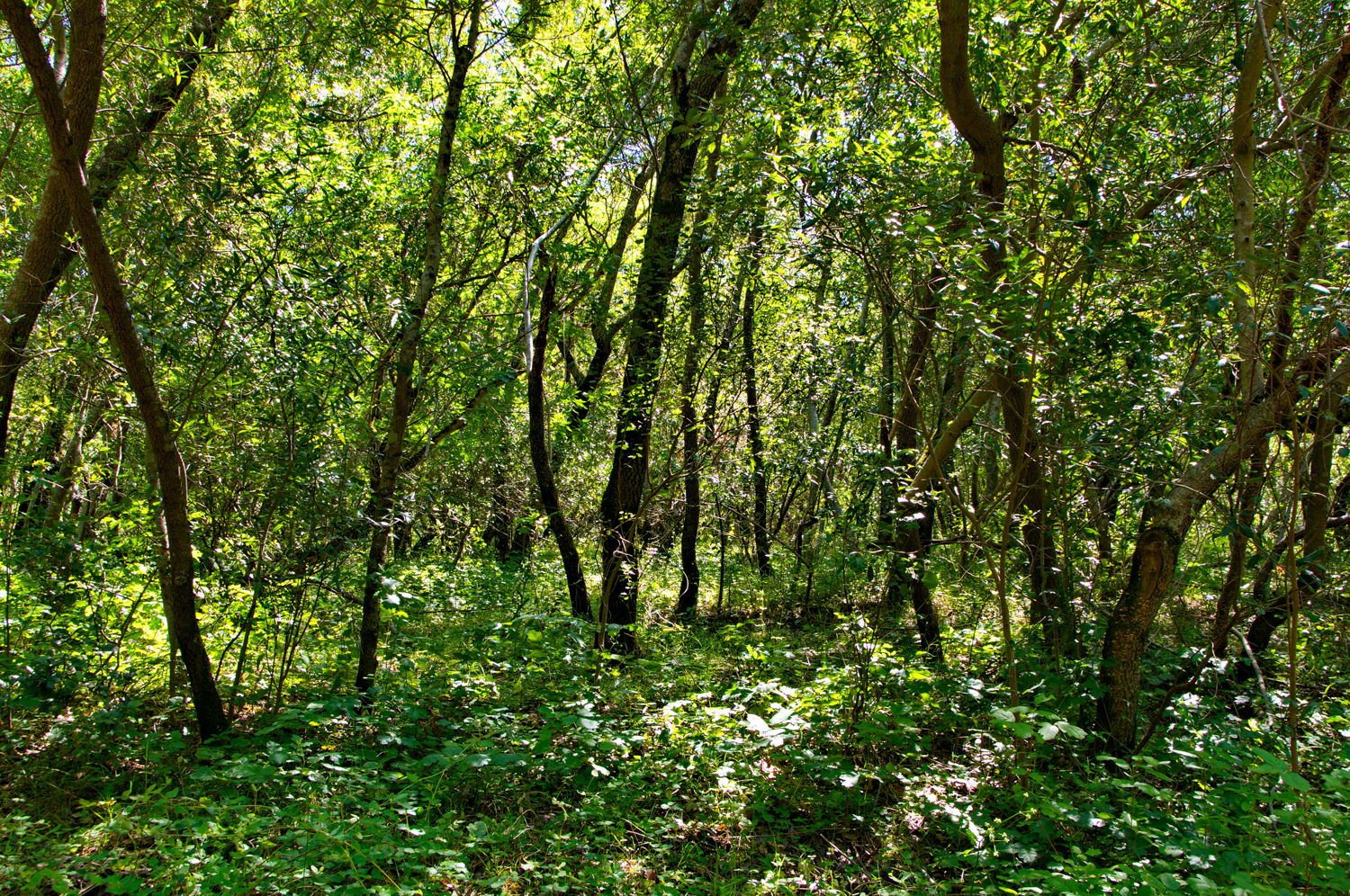 Mount diablo state park Tassajara-24.jpg