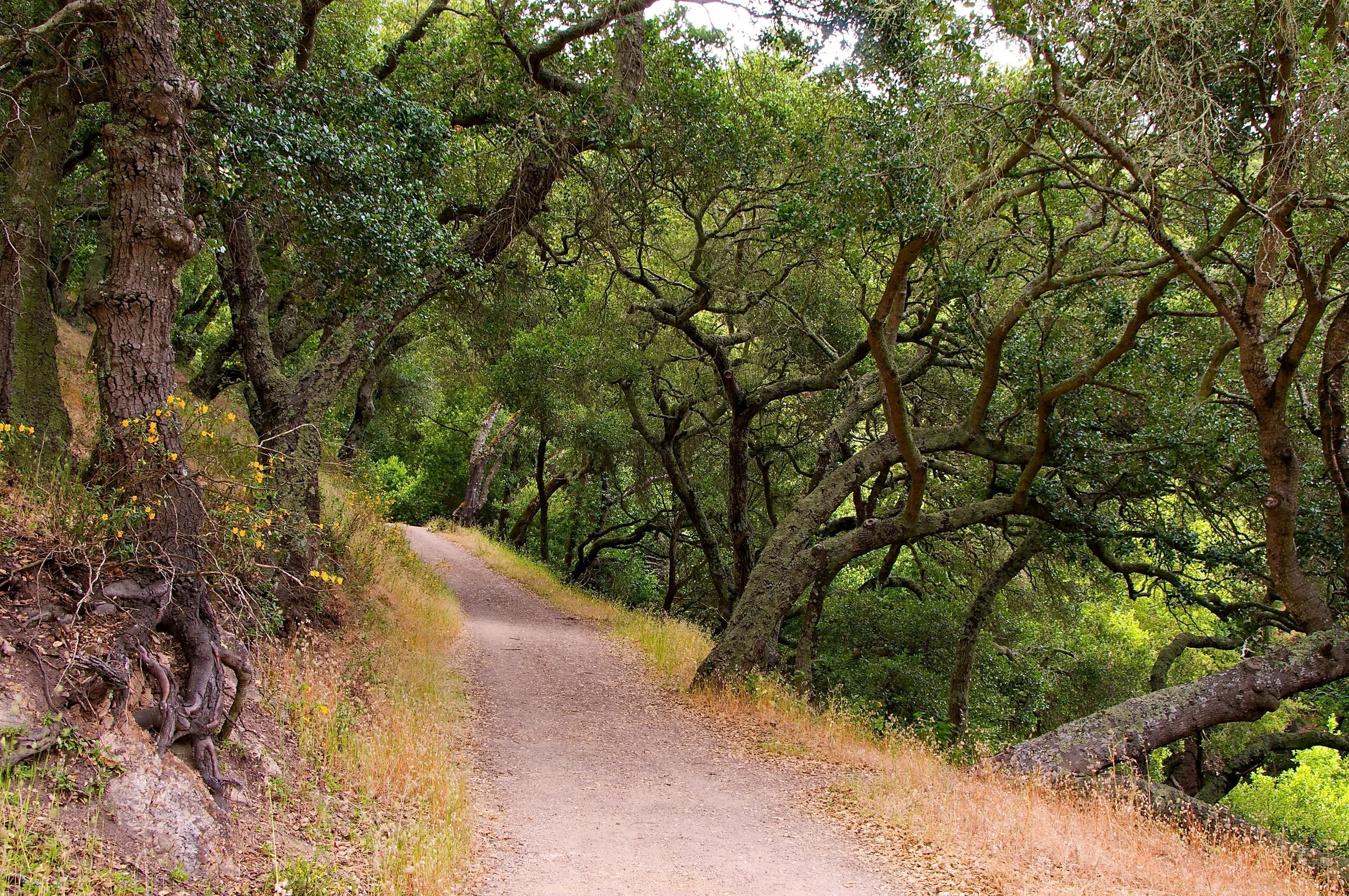 King's Canyon June 2011 38.jpg
