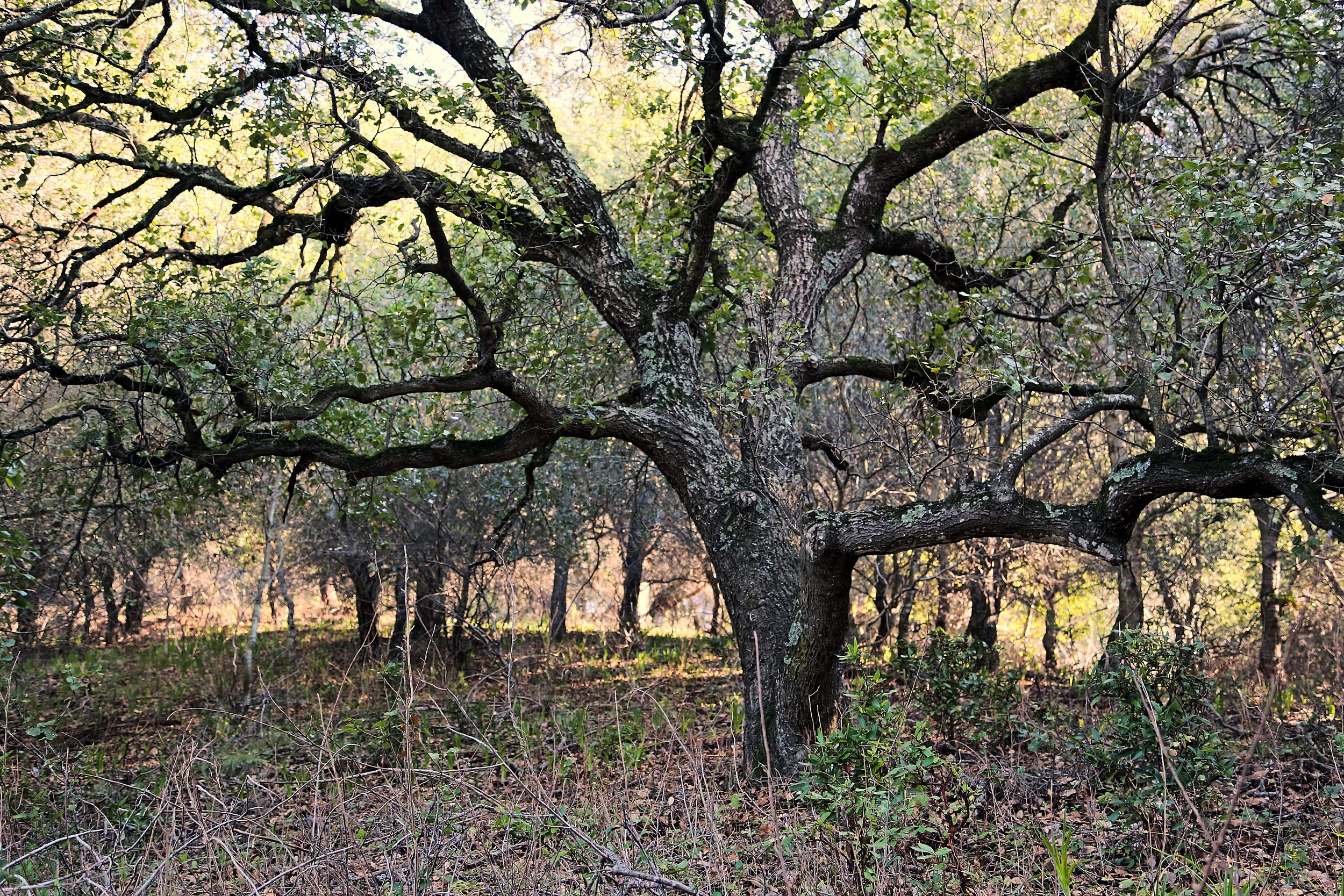 Ramage Peak Trail 1 1 13 18.jpg