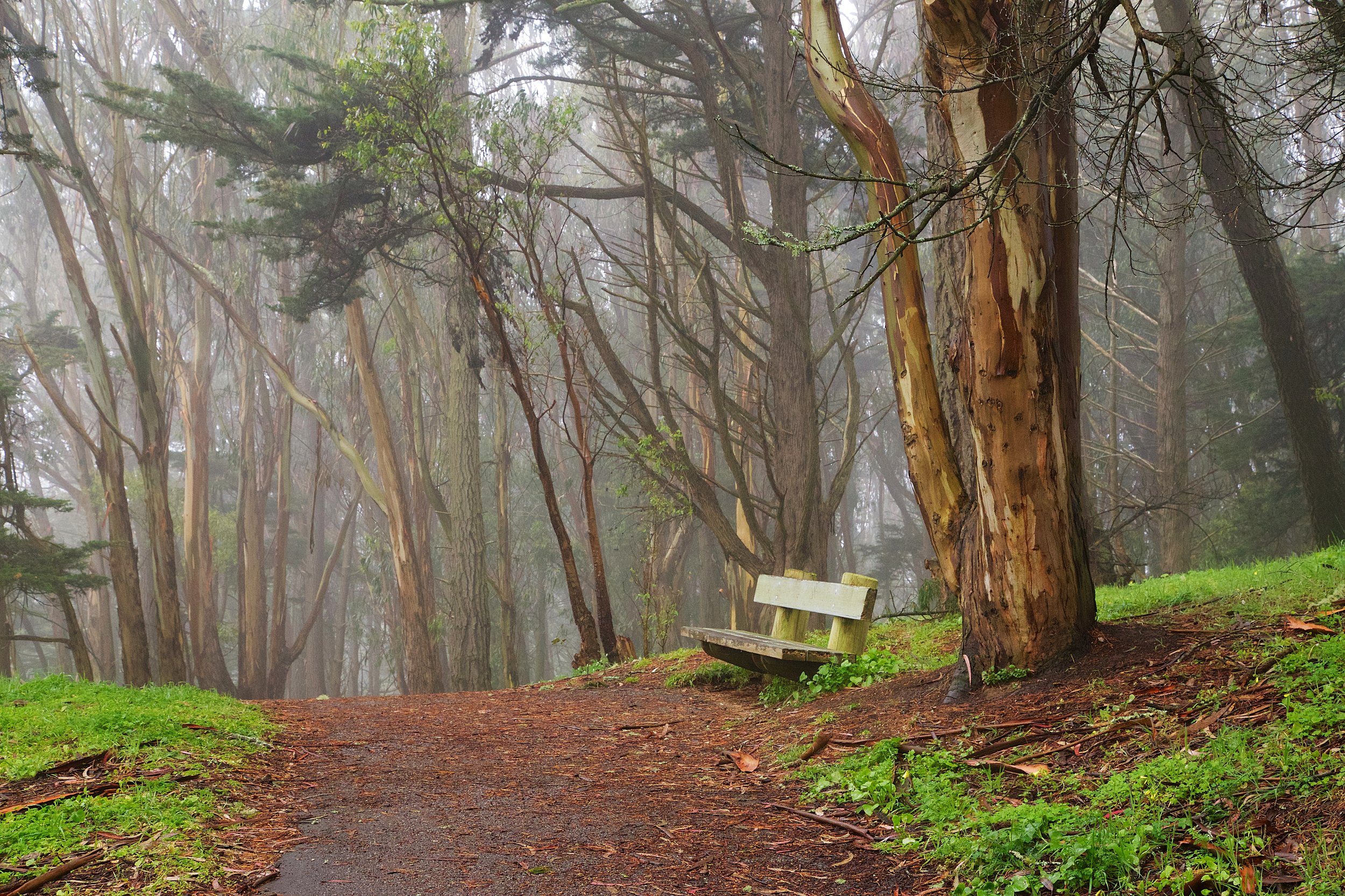 McLaren Park SF 3 14 13 32.jpg