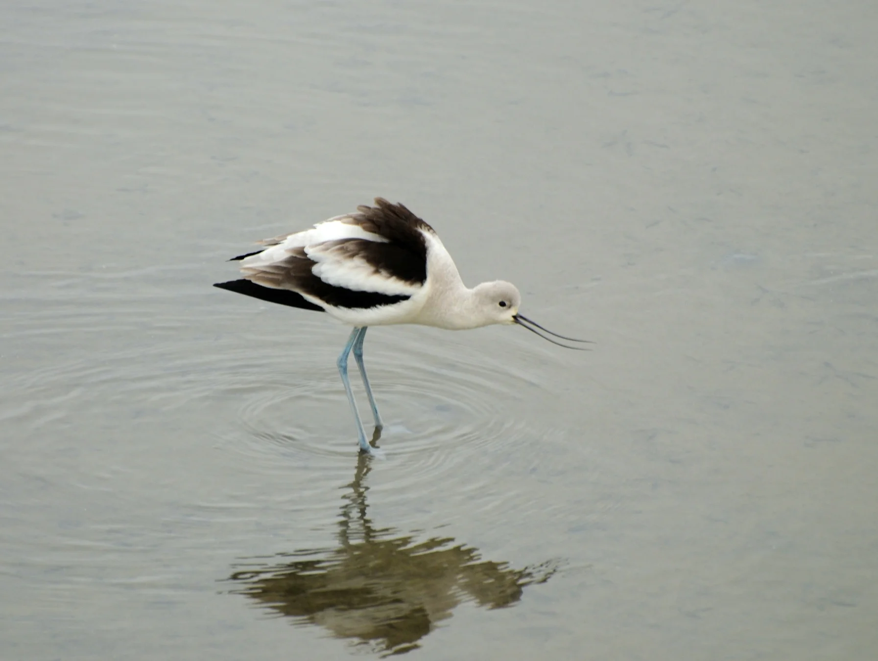 Hayward - Cogswell Marsh 46.jpg