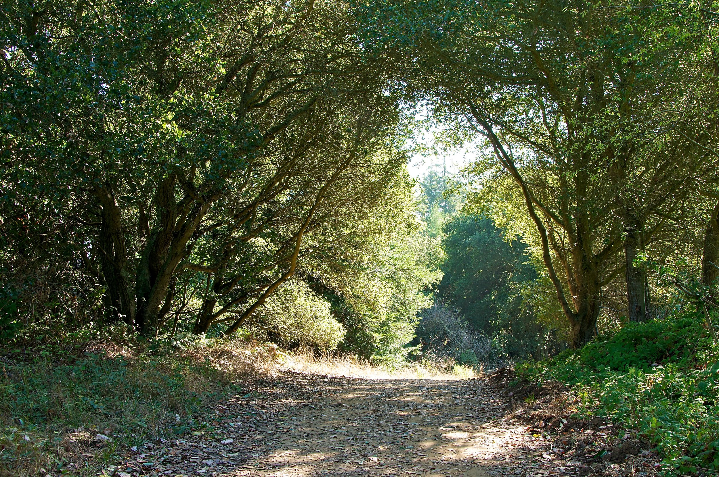 Hike to Brittle Leaf Vista 65.jpg