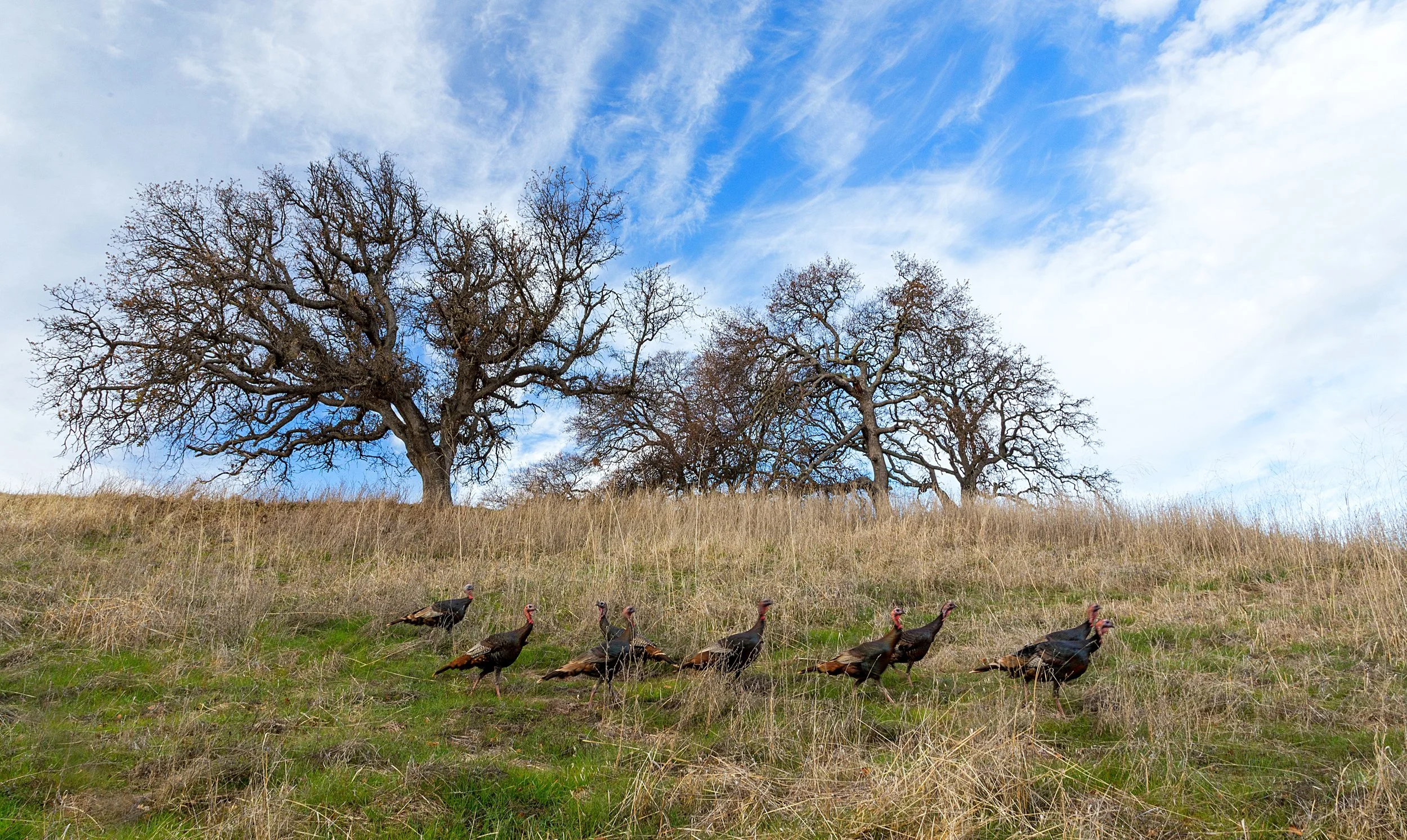 Back Creek Trail, Meridian Ridge Trail, Tickwood Trail, Mt. Diablo State Park.jpg