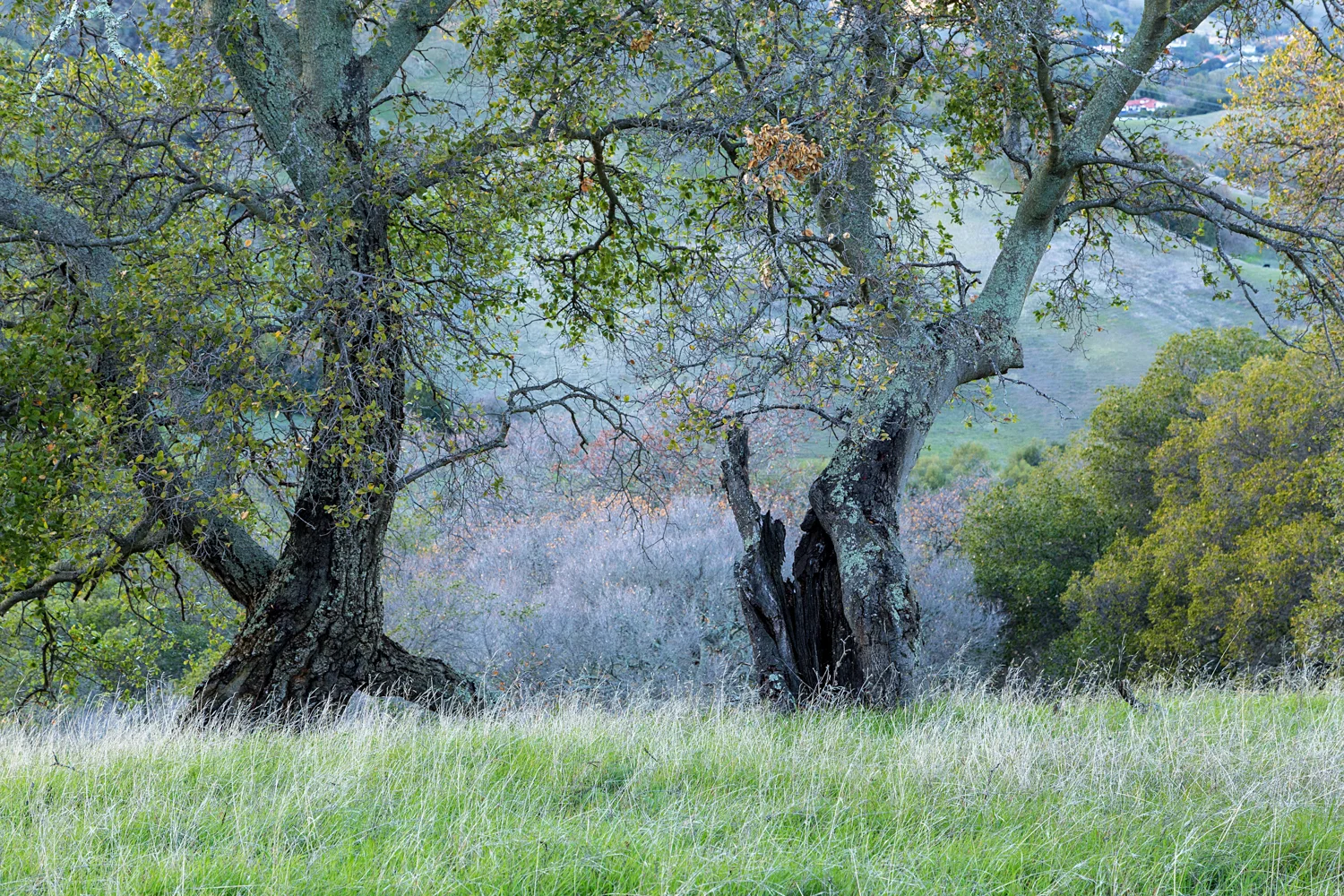 Briones Regional Park Diablo View-2.jpg