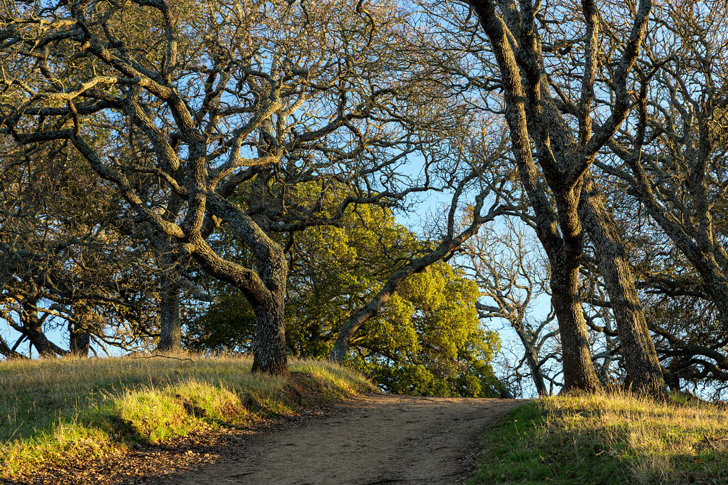 Briones Regional Park Diablo View-4.jpg