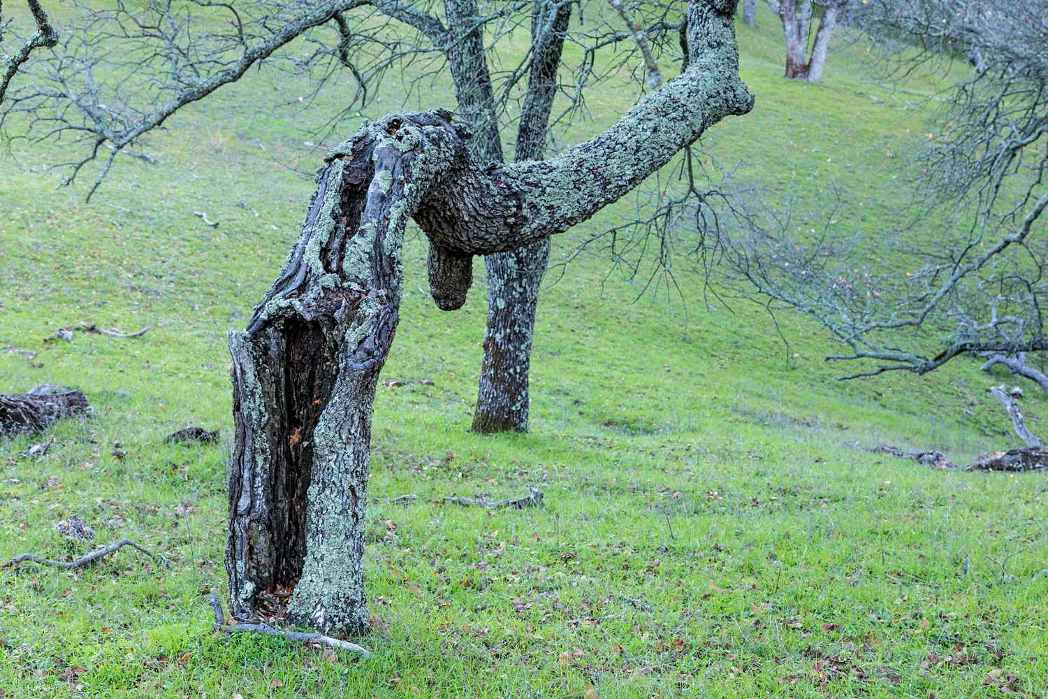 Briones Regional Park Diablo View-7.jpg