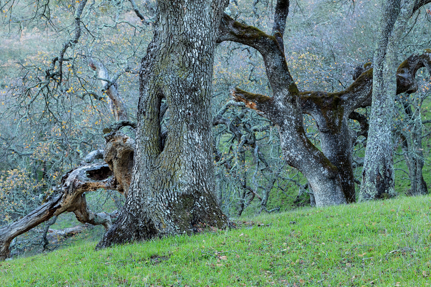 Briones Regional Park Diablo View-8.jpg