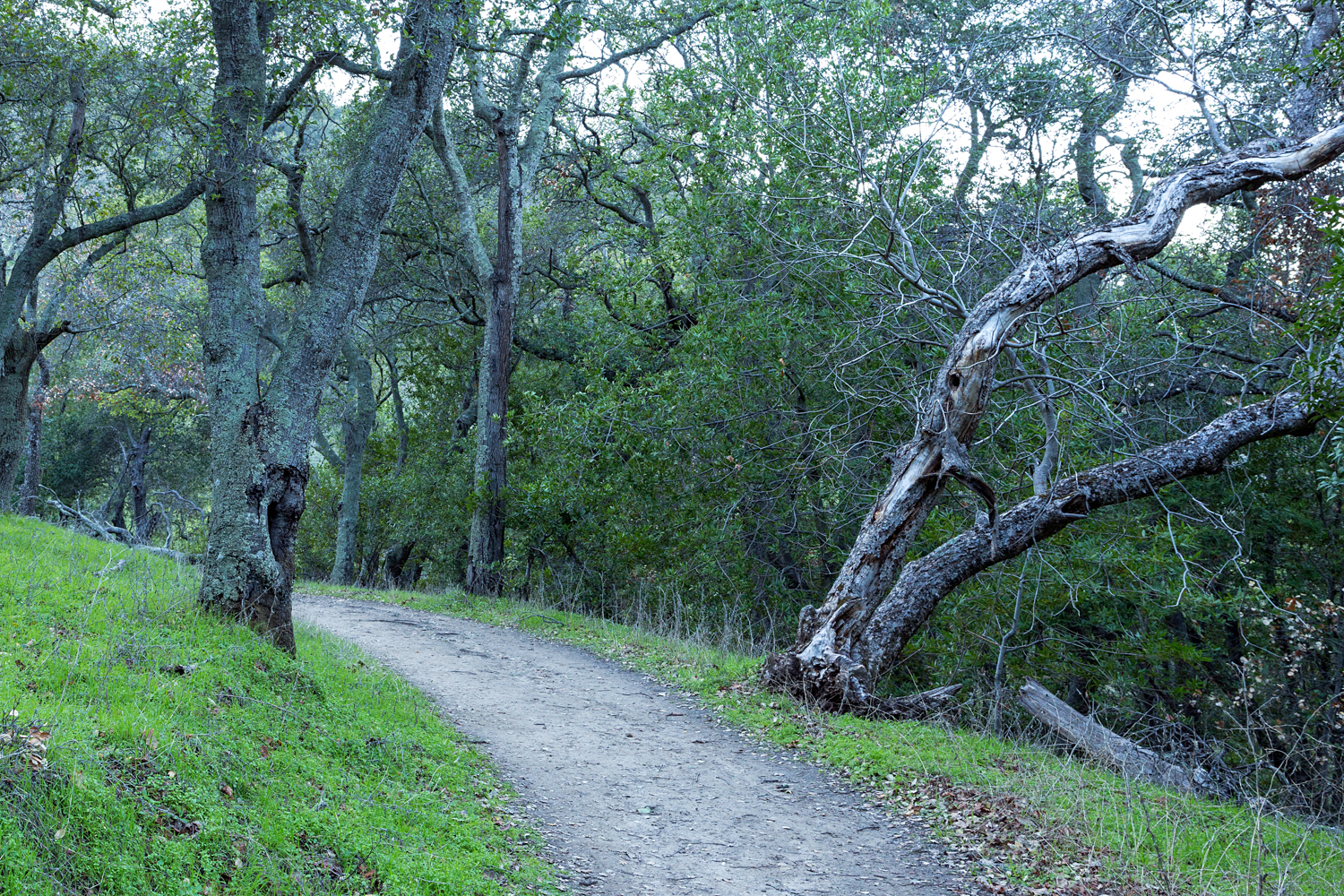 Briones Regional Park Diablo View-9.jpg