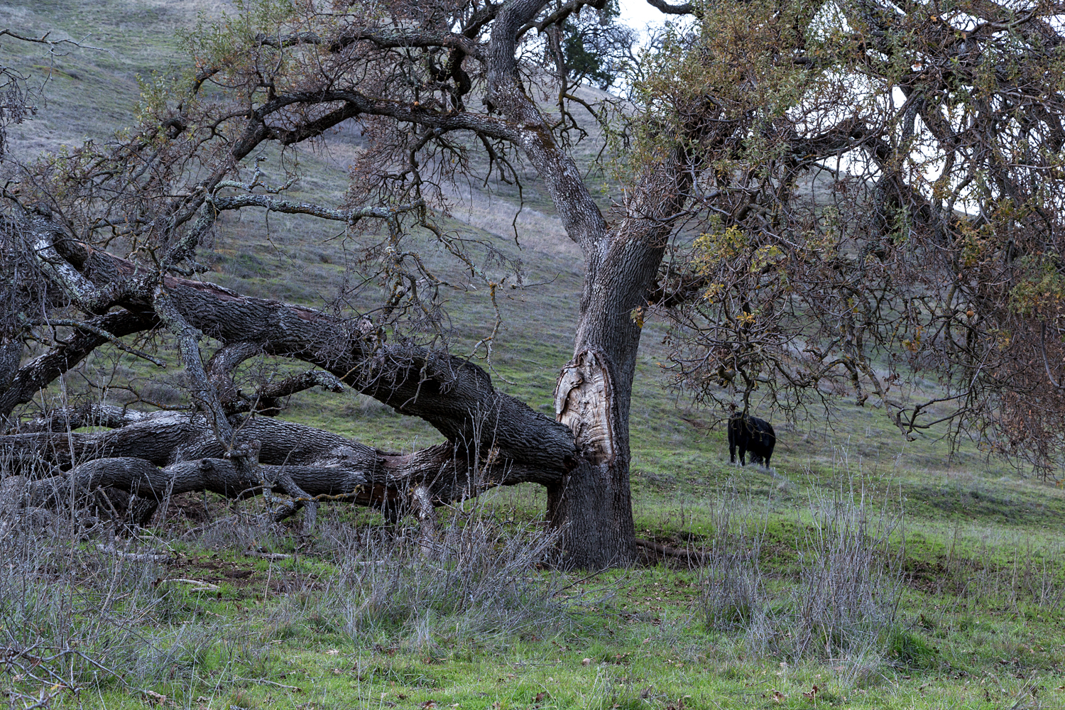 Briones Regional Park Diablo View-10.jpg