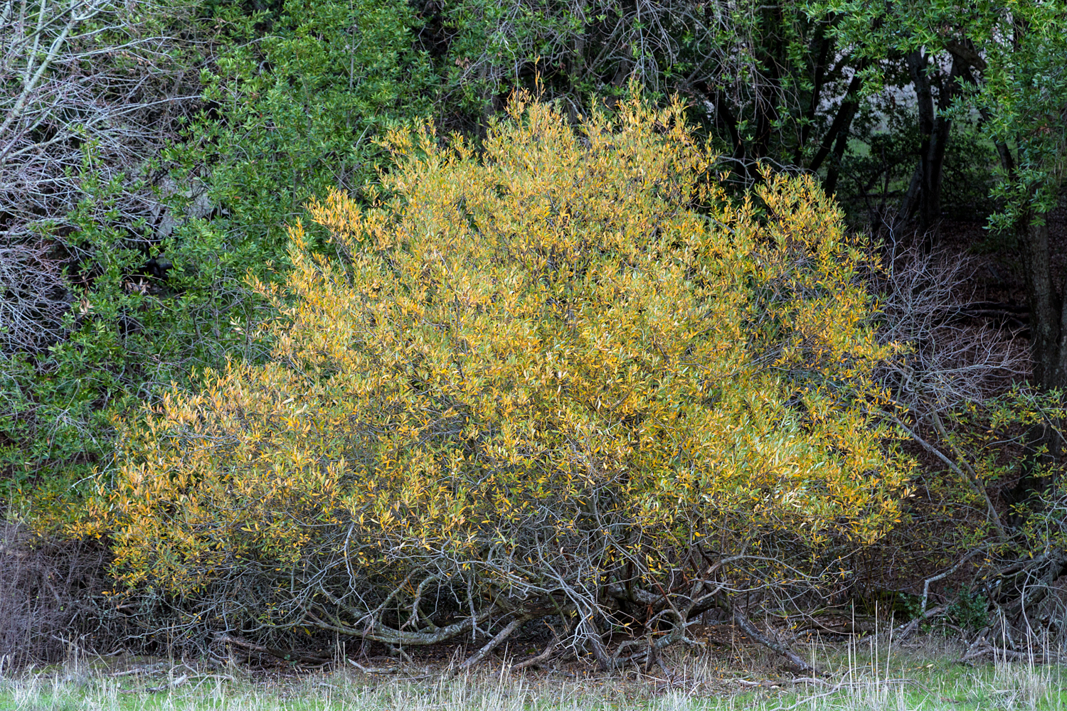 Briones Regional Park Diablo View-11.jpg