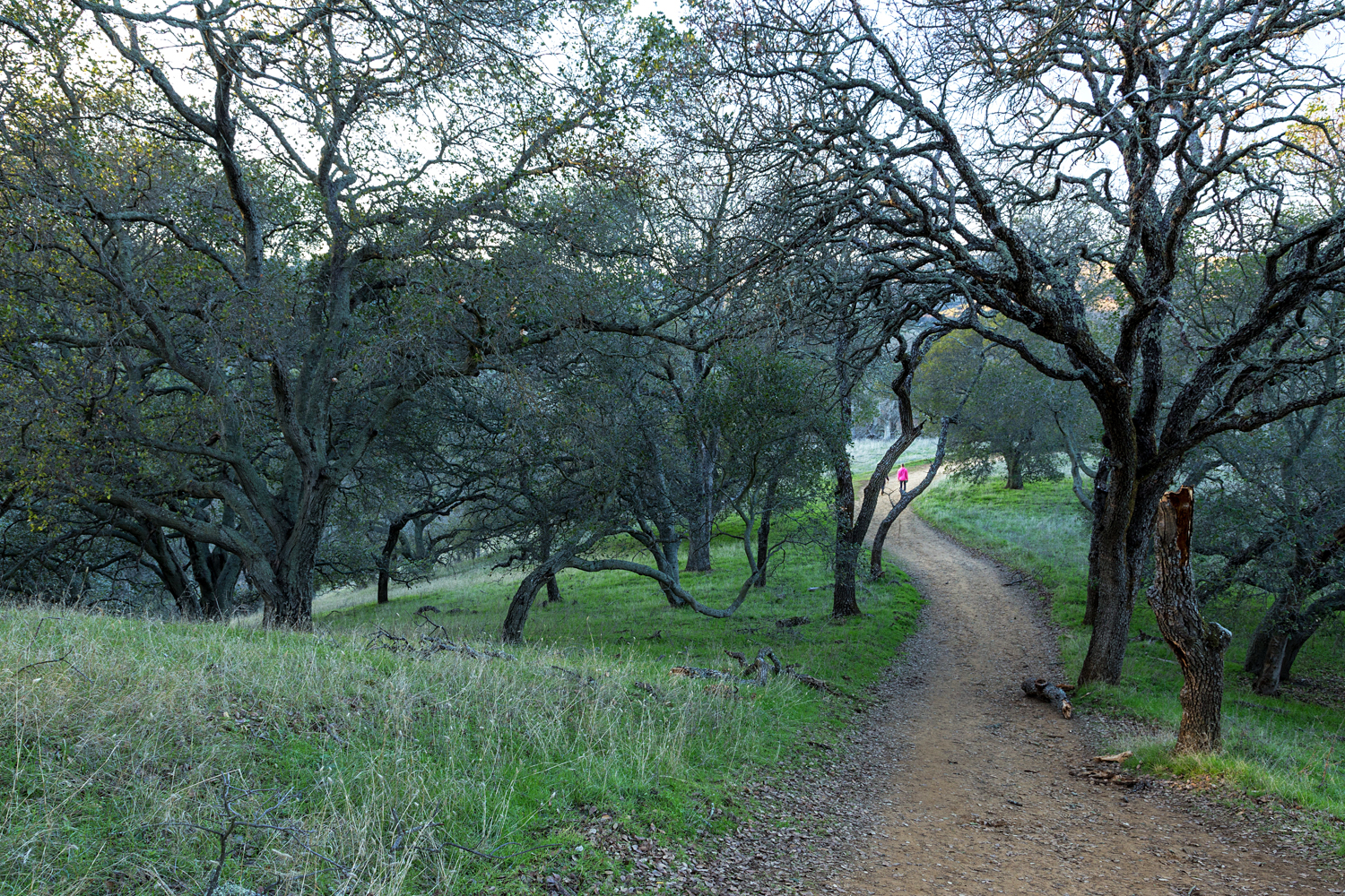 Briones Regional Park Diablo View.jpg