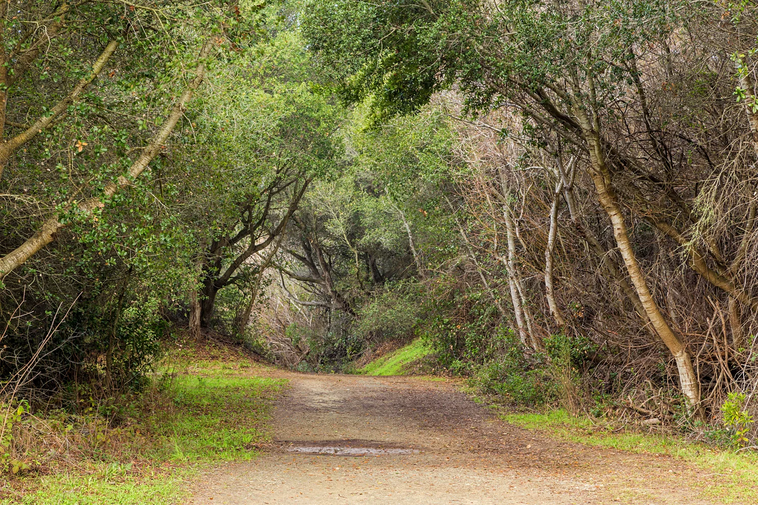 Wildcat Canyon Regional Park-7.jpg