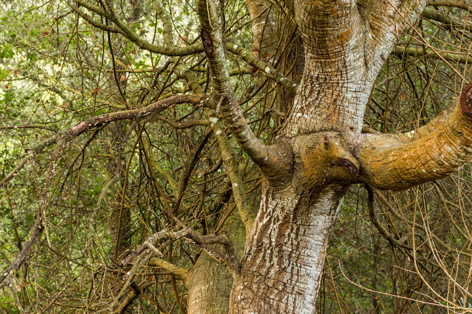 Wildcat Canyon Regional Park-8.jpg