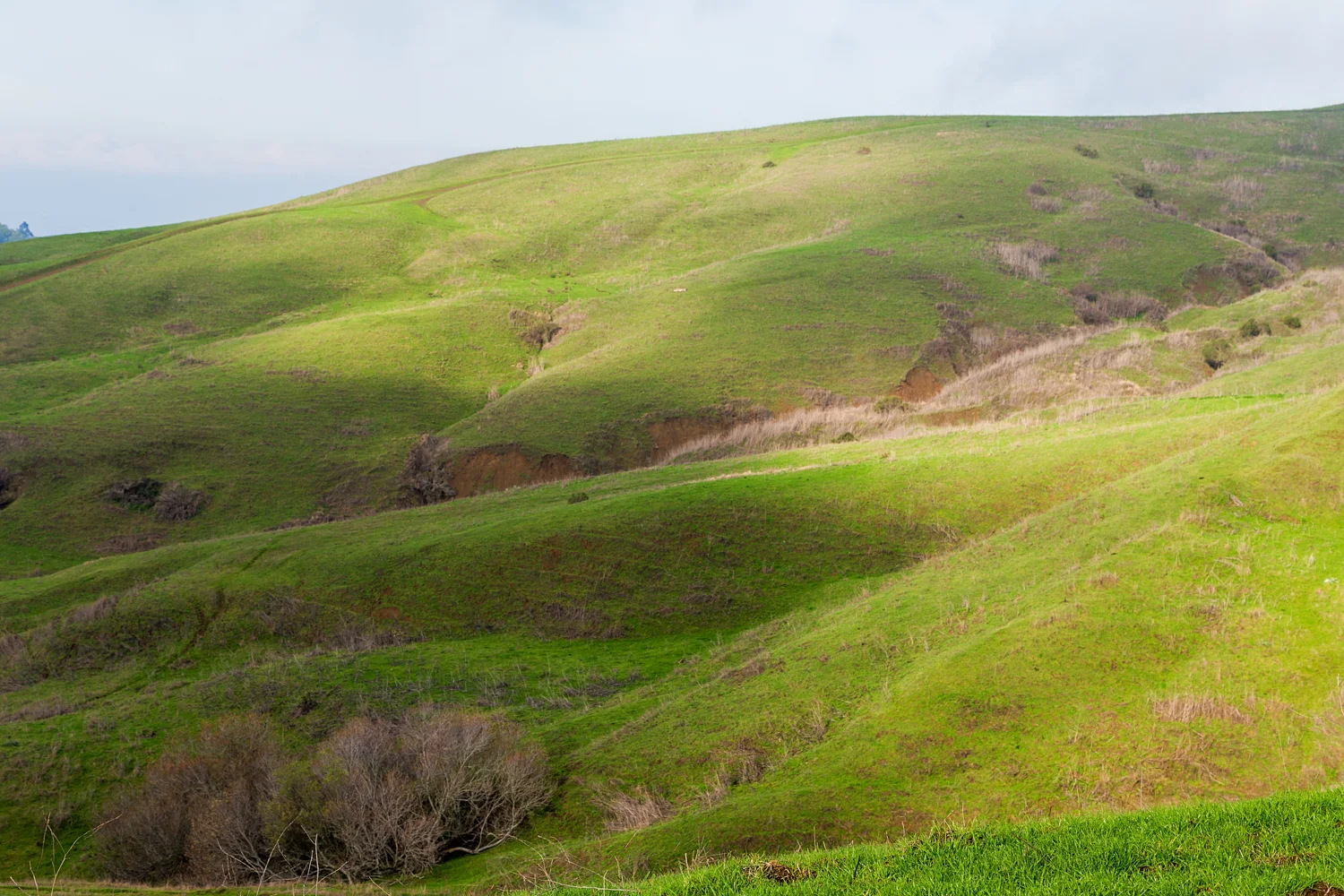 Wildcat Canyon Regional Park-11.jpg