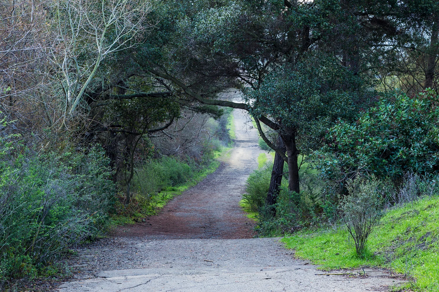 Wildcat Canyon Regional Park-17.jpg