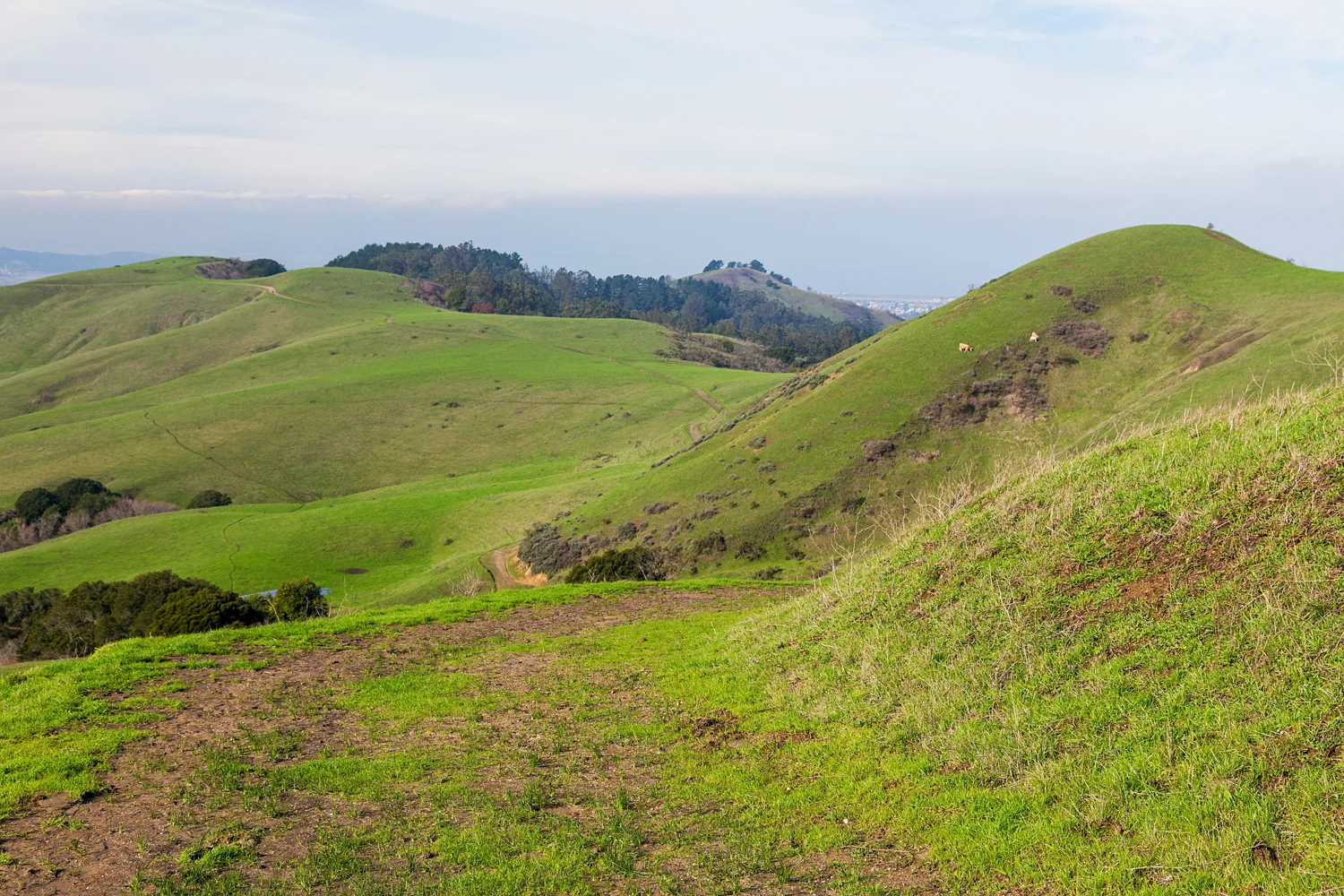 Wildcat Canyon Regional Park-19.jpg