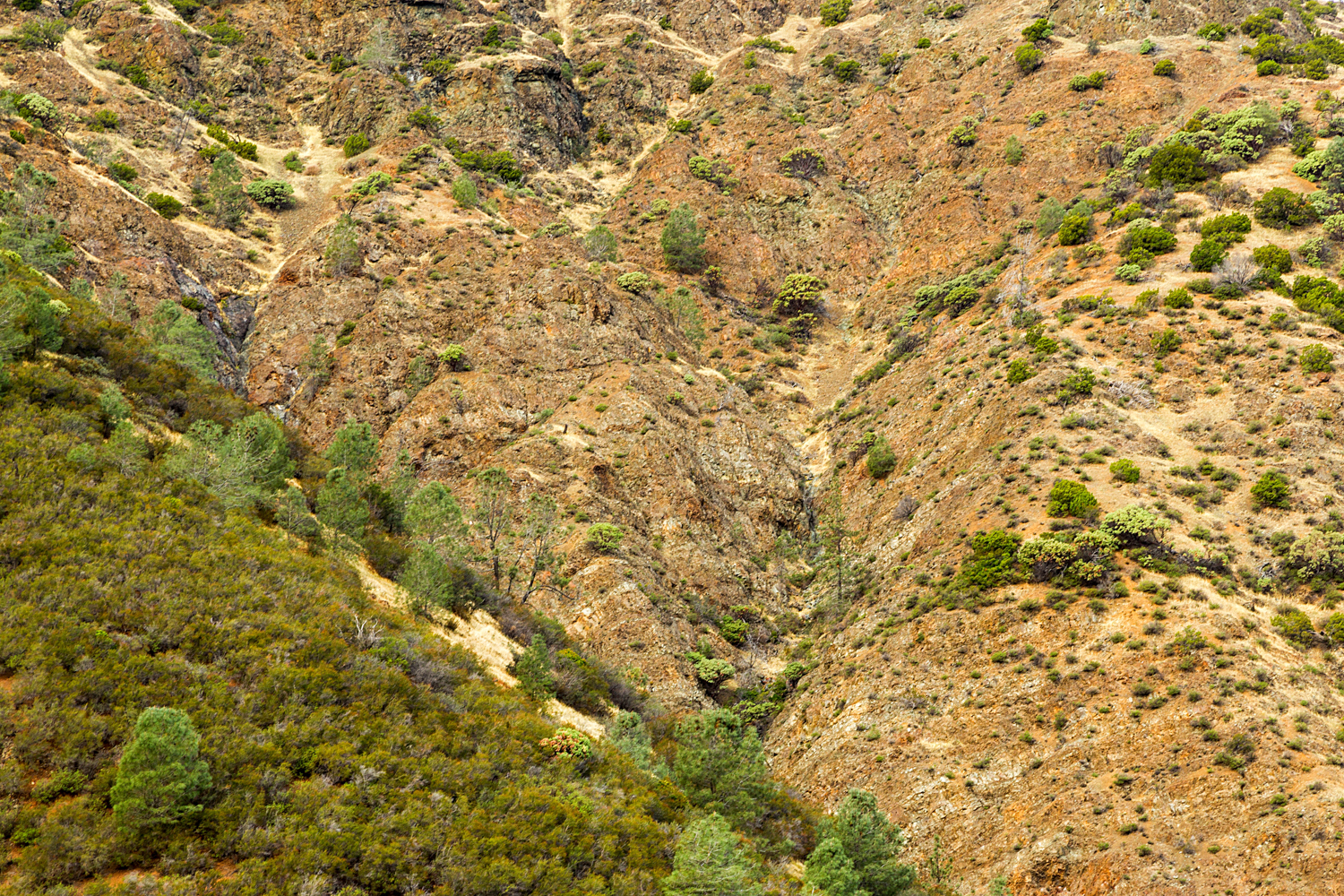 Back Creek Trail Mount Diablo State Park-3.jpg