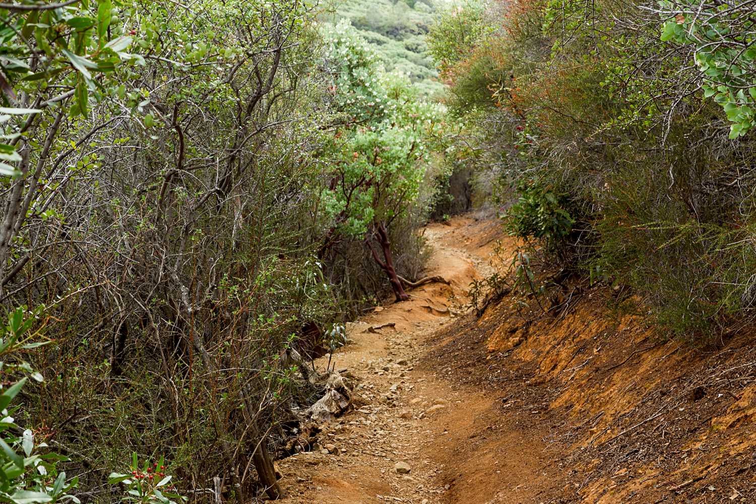 Back Creek Trail Mount Diablo State Park-5.jpg