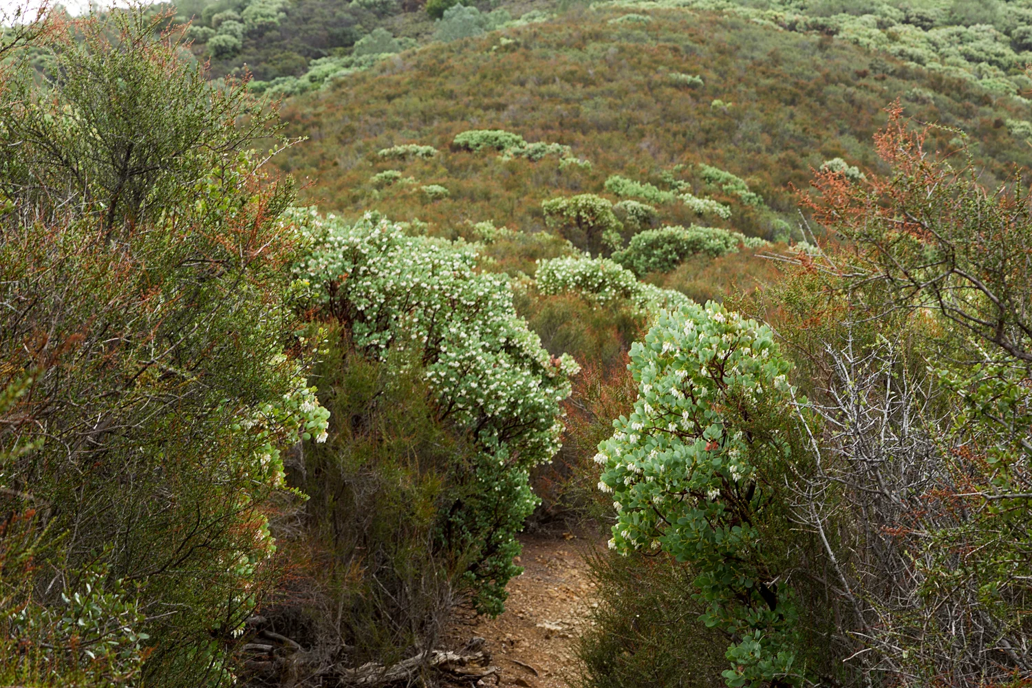 Back Creek Trail Mount Diablo State Park-6.jpg