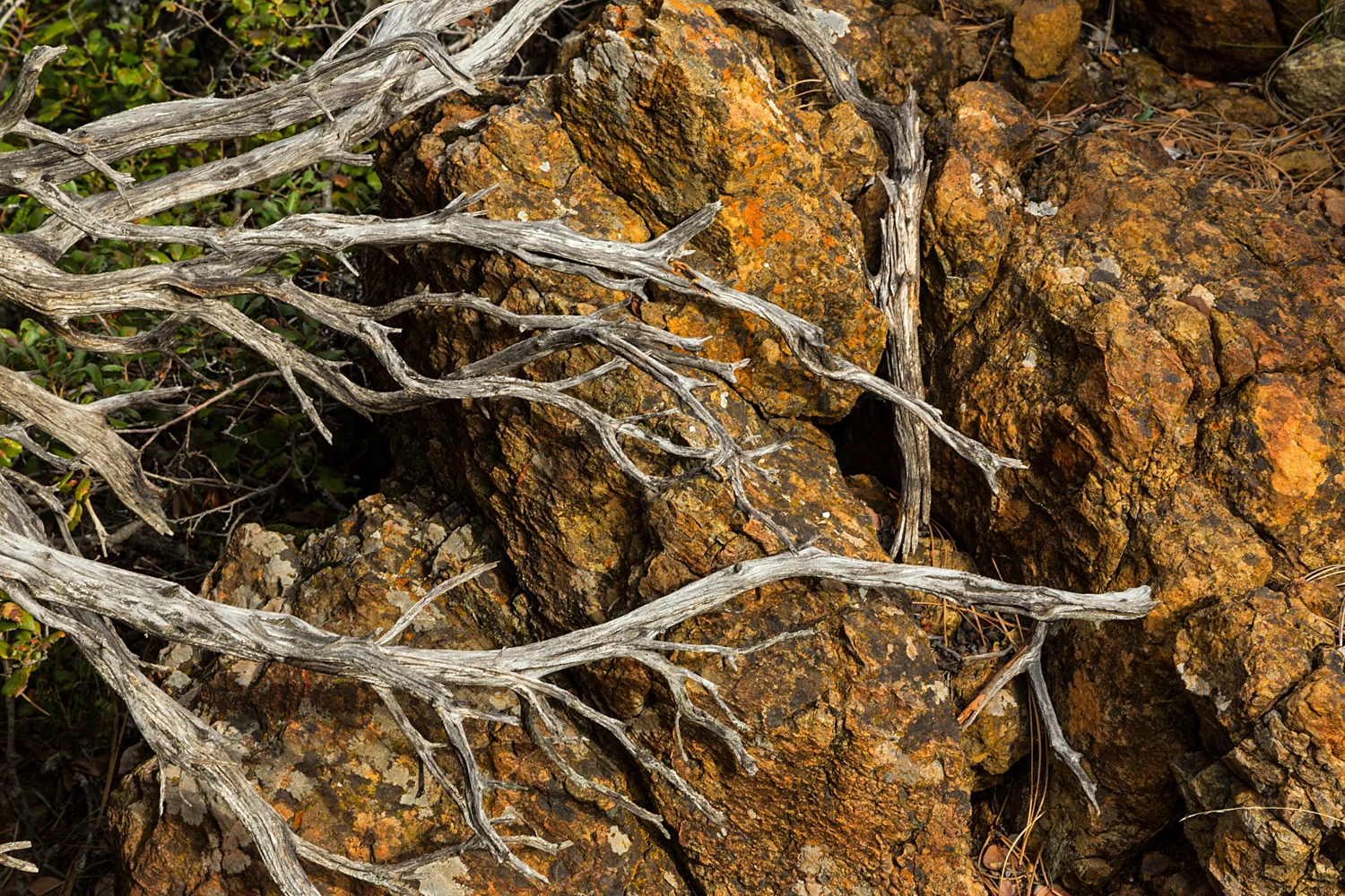 Back Creek Trail Mount Diablo State Park-10.jpg