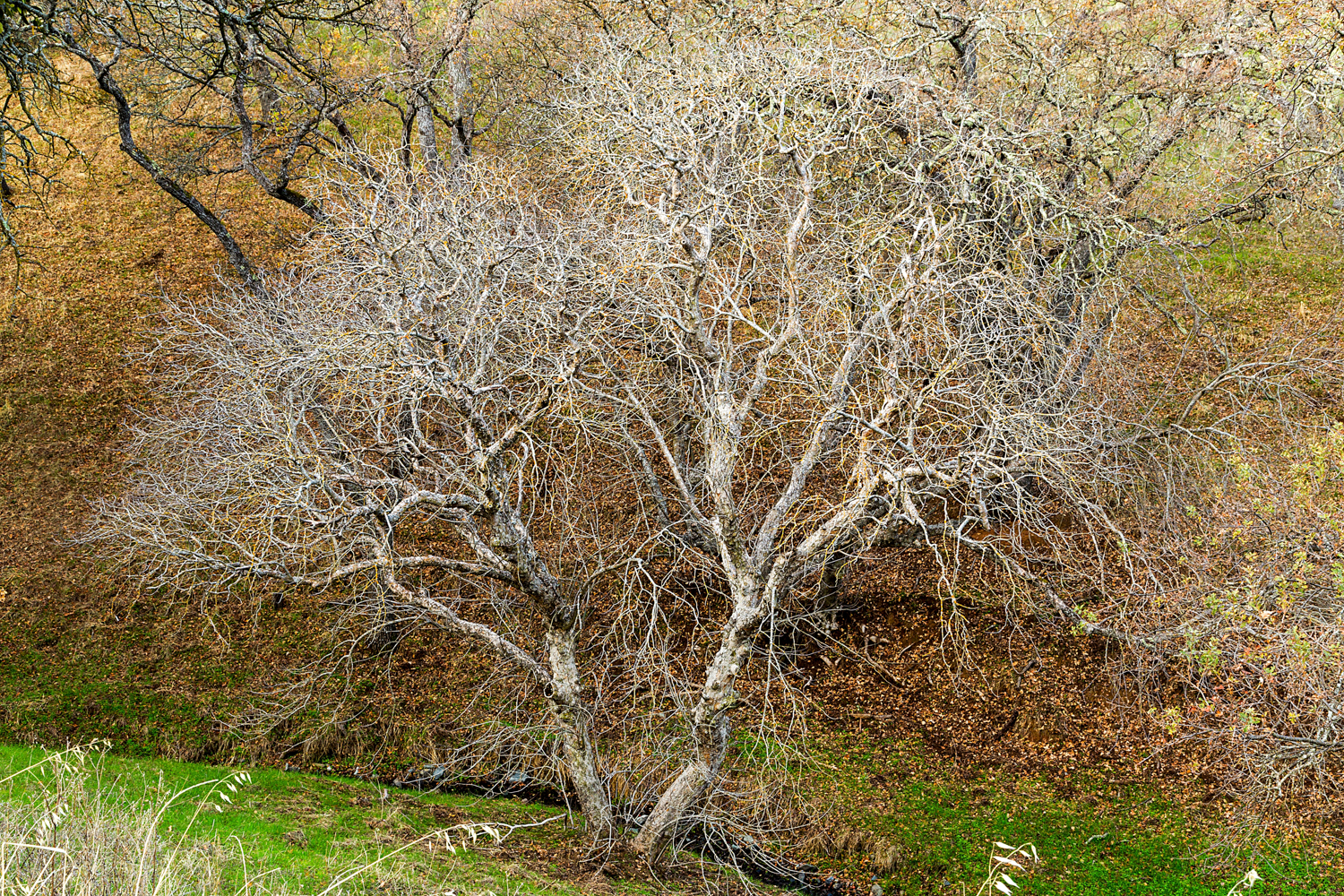 Back Creek Trail Mount Diablo State Park-12.jpg