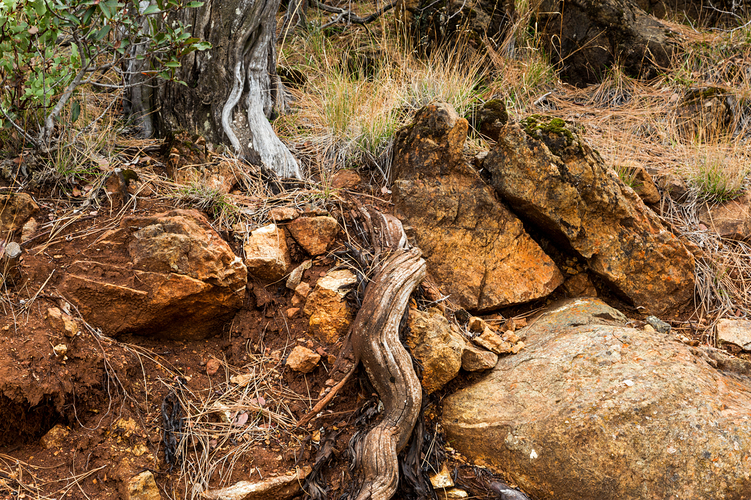 Back Creek Trail Mount Diablo State Park-16.jpg