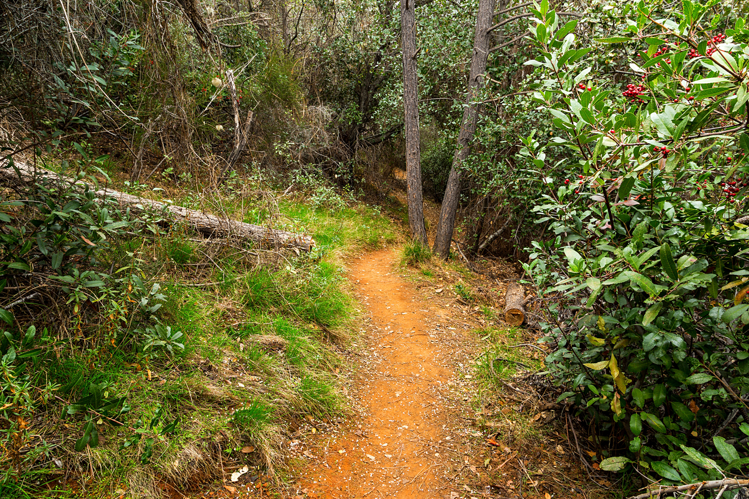 Back Creek Trail Mount Diablo State Park-22.jpg