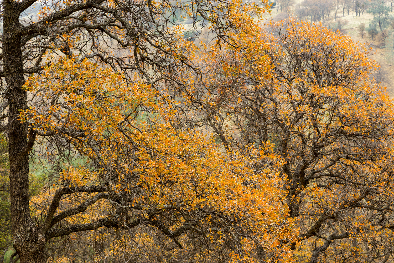 Back Creek Trail Mount Diablo State Park-23.jpg