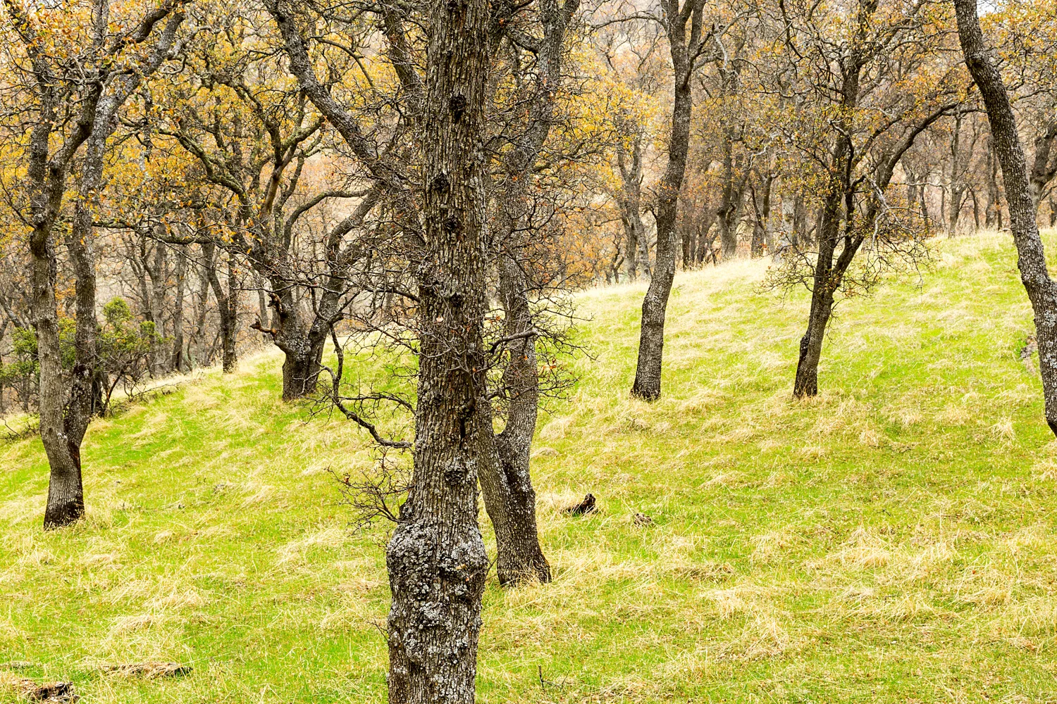 Back Creek Trail Mount Diablo State Park-25.jpg
