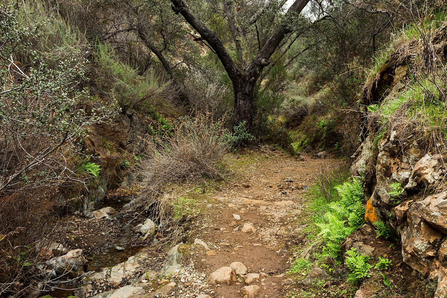 Back Creek Trail Mount Diablo State Park-28.jpg
