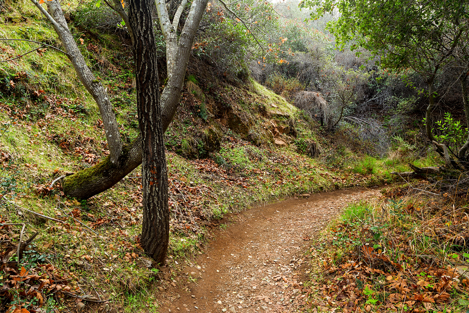 Back Creek Trail Mount Diablo State Park-35.jpg