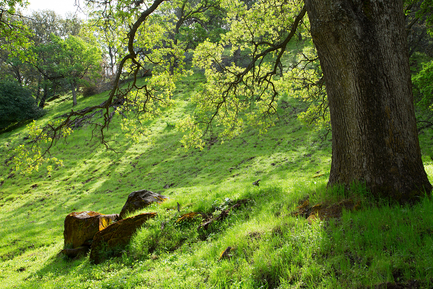 Round Valley Miwok Trail-2.jpg