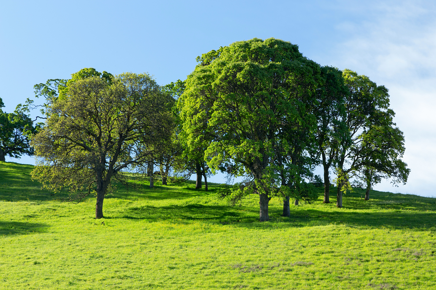 Round Valley Miwok Trail-9.jpg