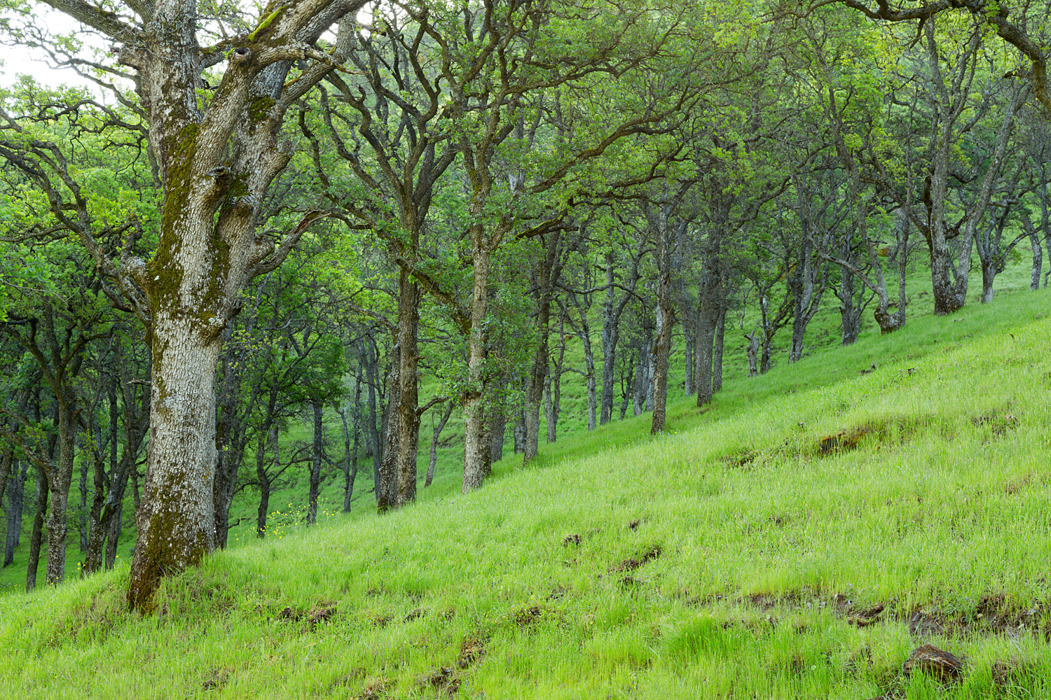 Round Valley Miwok Trail-8.jpg