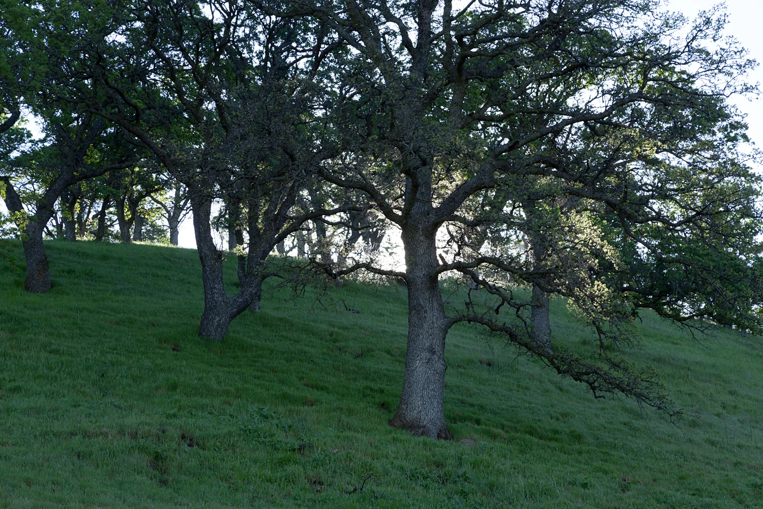 Round Valley Miwok Trail-10.jpg